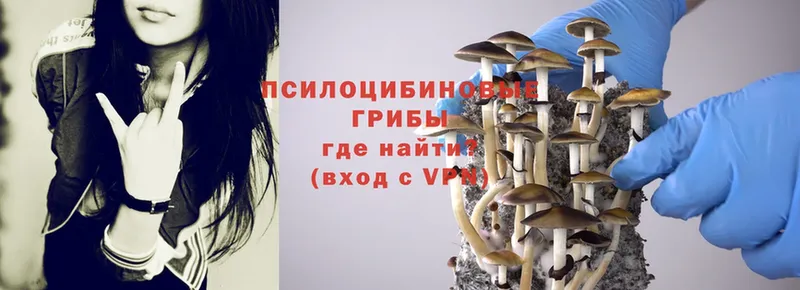 Псилоцибиновые грибы Psilocybe  Губкинский 